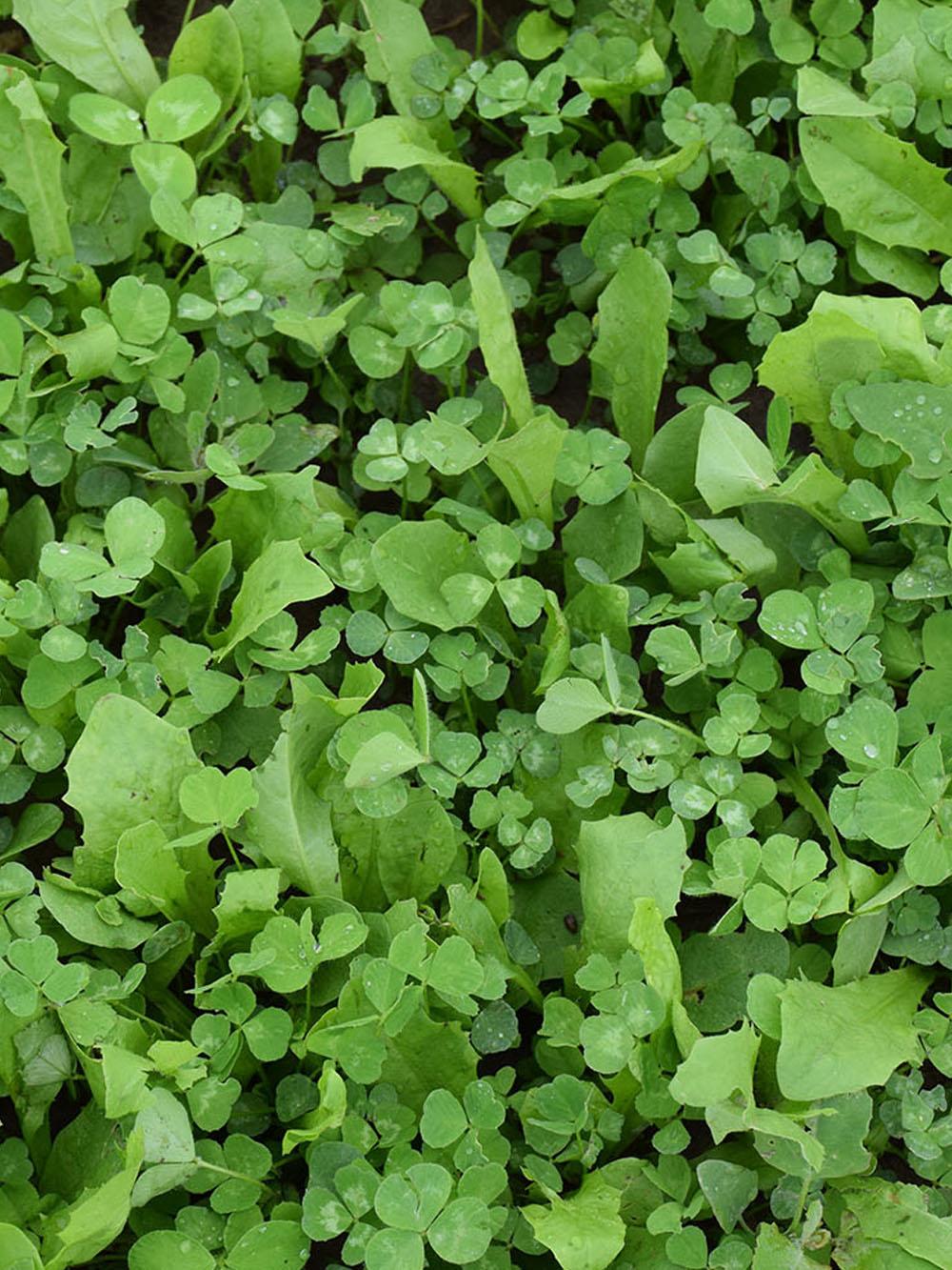 Perennial Plus Clover Food Plot Mix